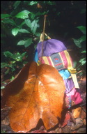 MZV Gunung Mulu National Park big leaf with daypack b.jpg